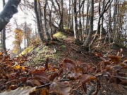 39 Bellissimi faggi salendo a Cima di Muschiada